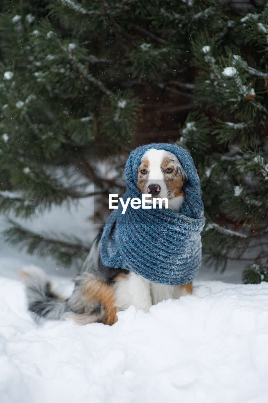 Australian shepherd. hipster dog. chilly puppy in a knitted scarf sits outside under a snowfall
