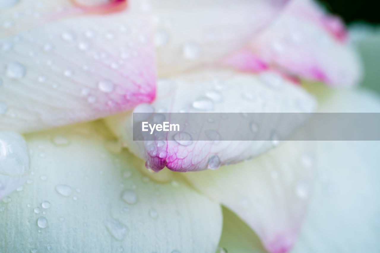 pink, drop, water, flower, plant, freshness, flowering plant, wet, beauty in nature, petal, close-up, macro photography, blossom, nature, fragility, dew, flower head, inflorescence, rain, growth, no people, raindrop, outdoors, springtime, white, selective focus, leaf, rose, purple, moisture, purity, focus on foreground
