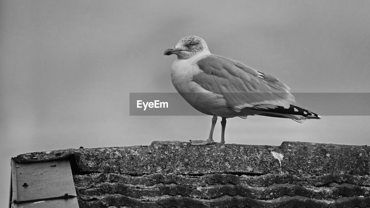 SEAGULL PERCHING ON A WALL