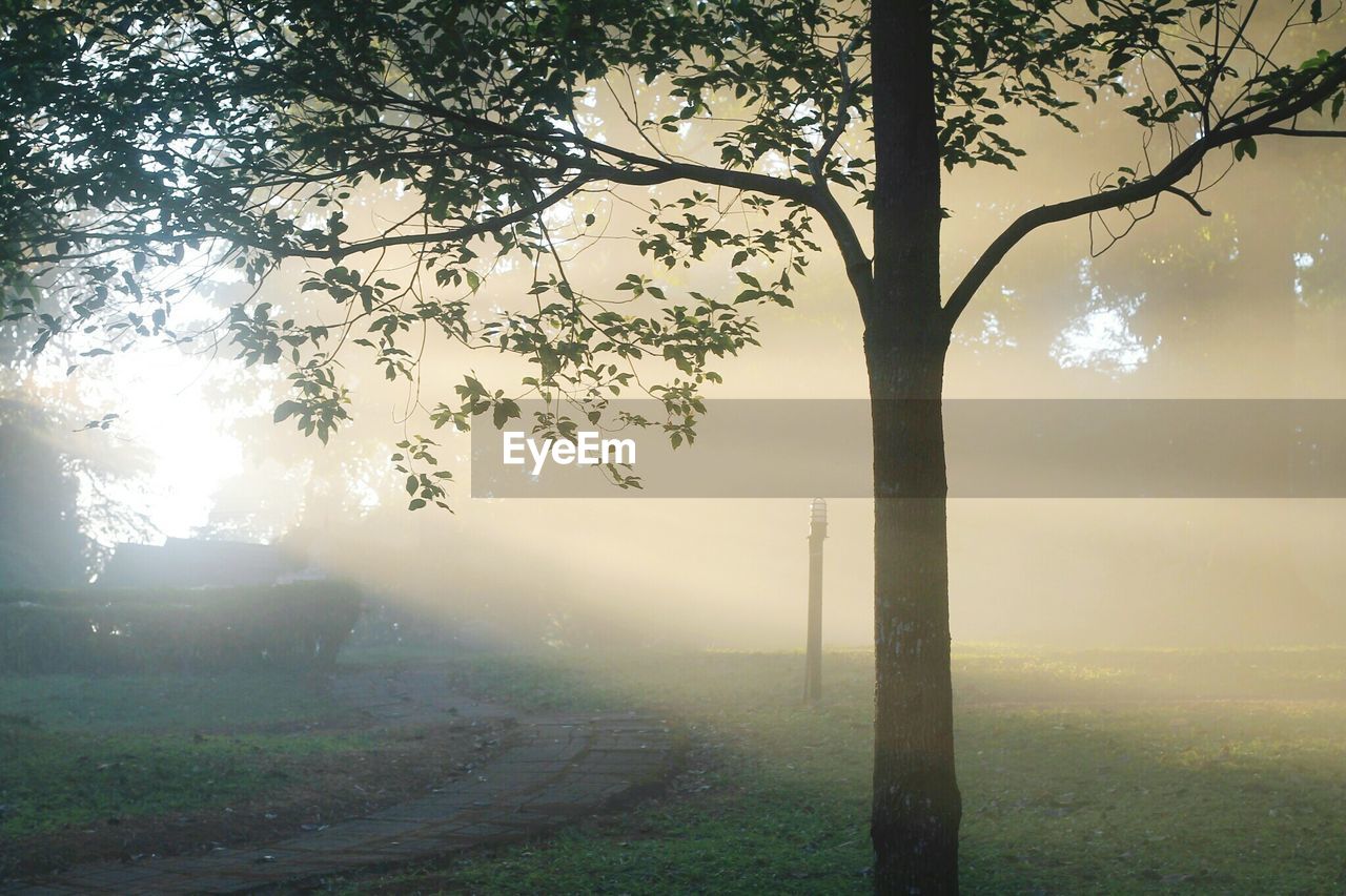 TREES ON LANDSCAPE AGAINST SKY IN FOGGY WEATHER