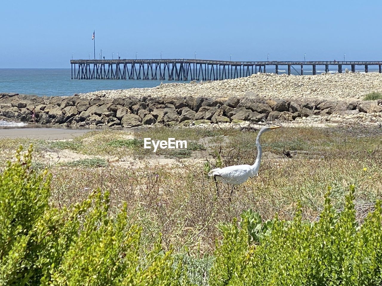 VIEW OF BIRD ON BEACH