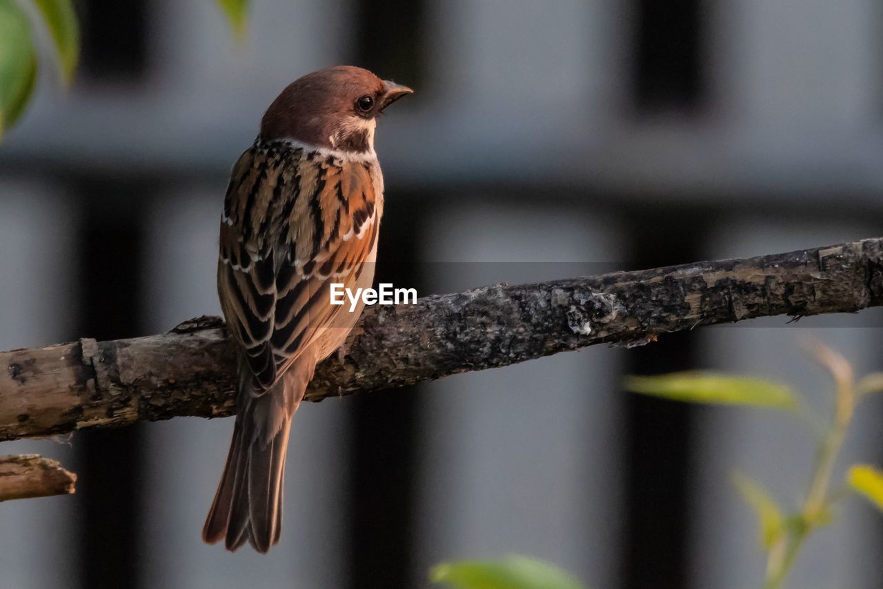 CLOSE-UP OF BIRD PERCHING ON A BRANCH