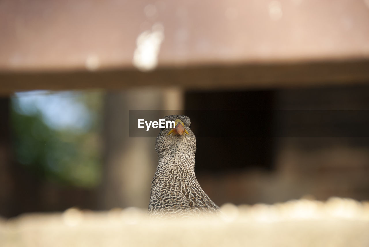 Portrait of bird