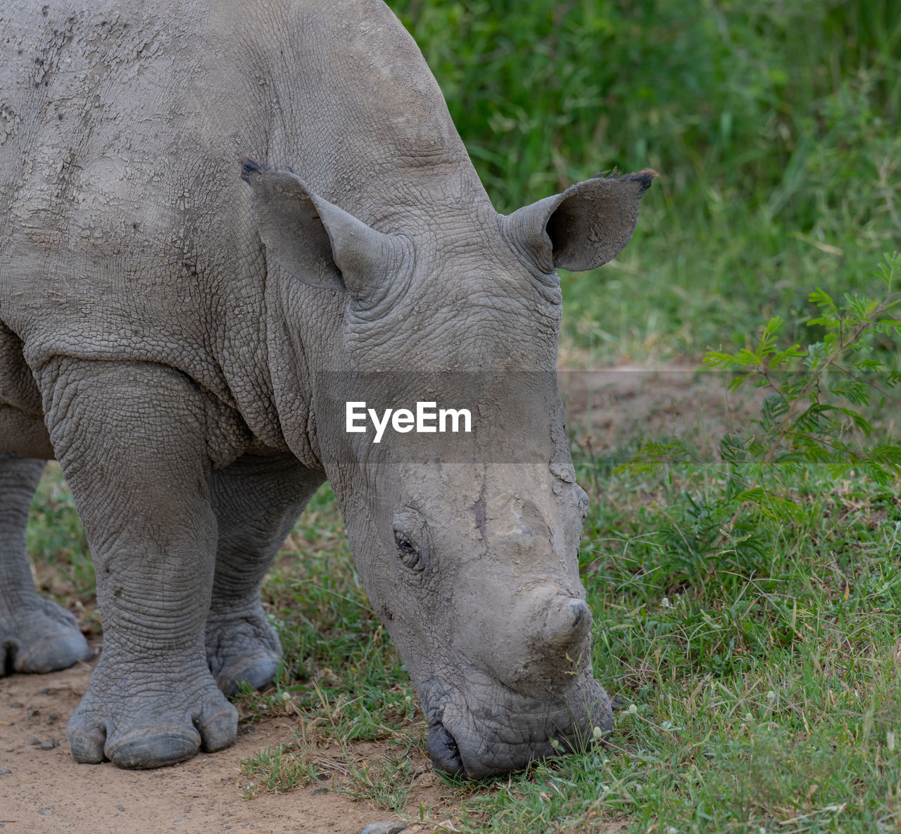 Rhino baby in hluhluwe national park nature reserve south africa