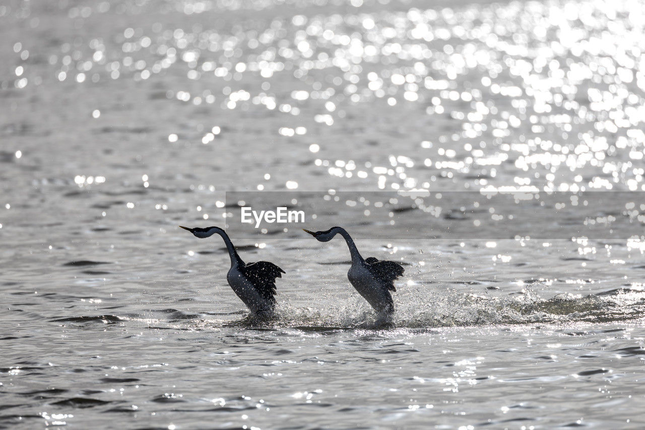 Bird in lake