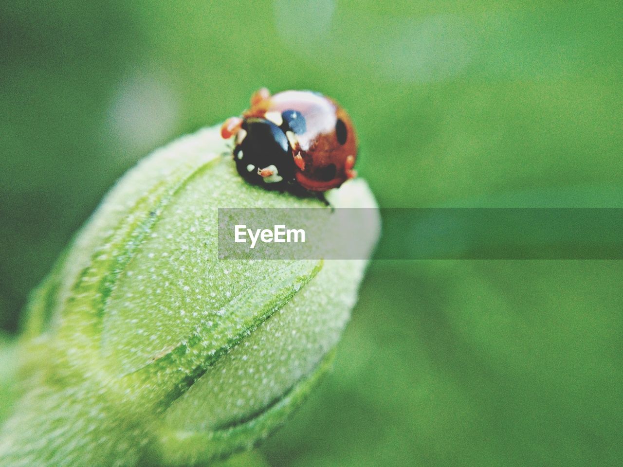 Close-up of a ladybug on plant against blurred background