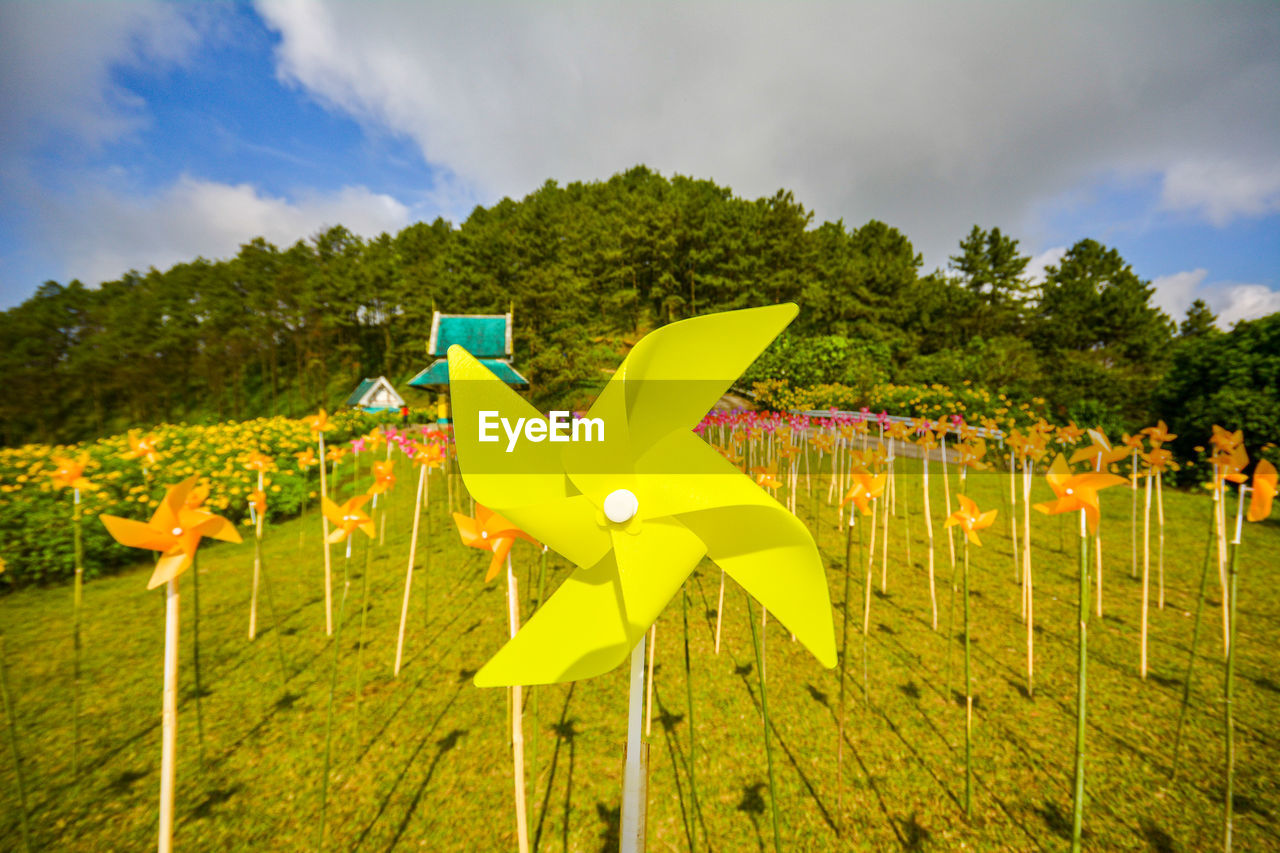 Yellow flowers growing on field against sky