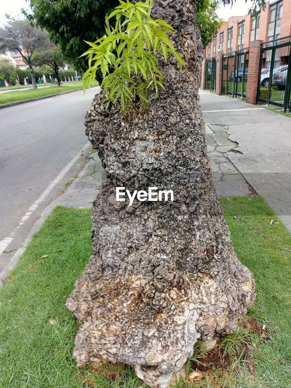 CLOSE-UP OF TREE TRUNK ON FIELD