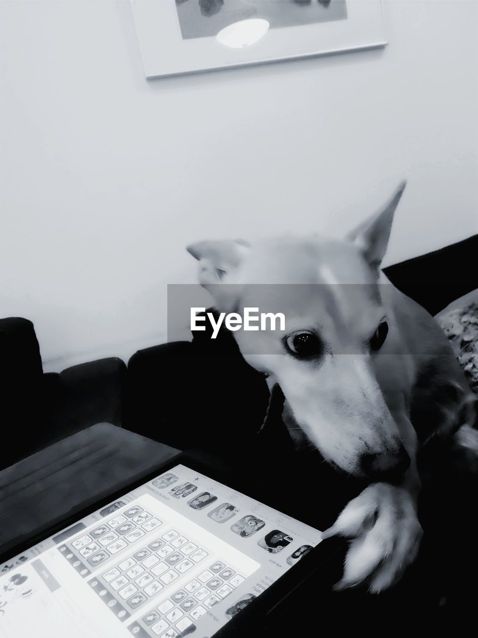 CLOSE-UP OF DOG WITH CAT IN MOUTH