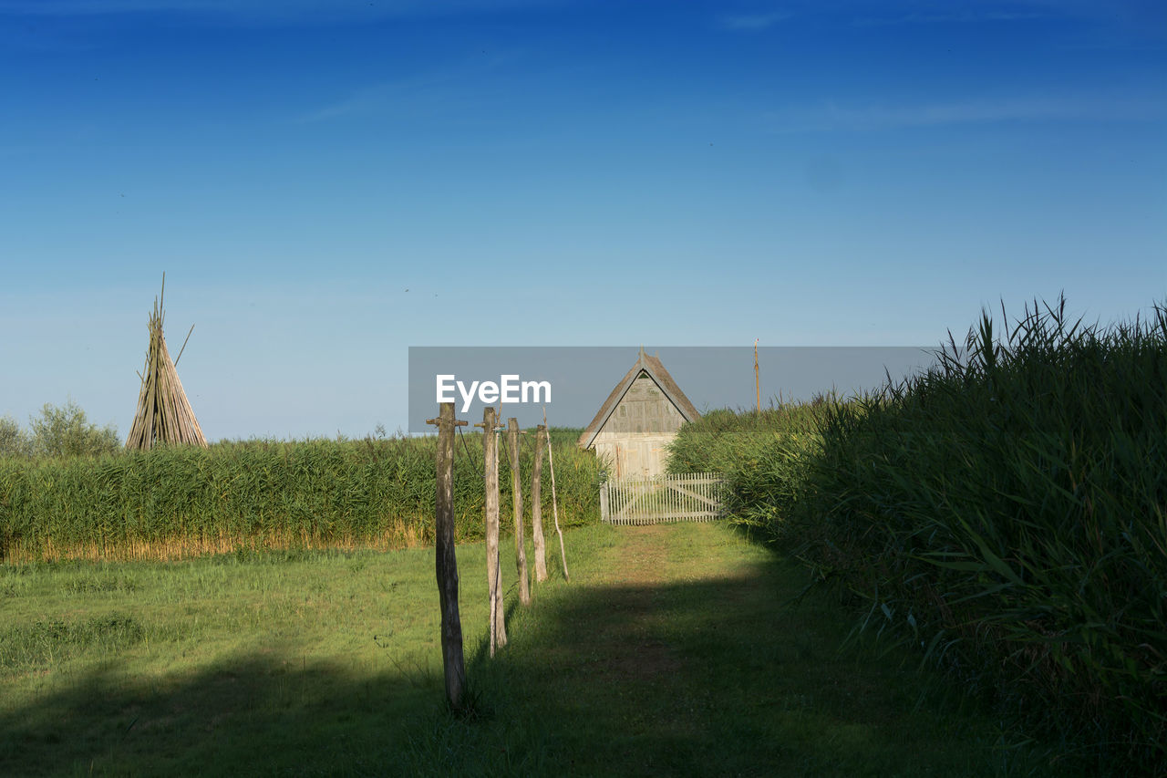 PLANTS ON FIELD AGAINST CLEAR SKY