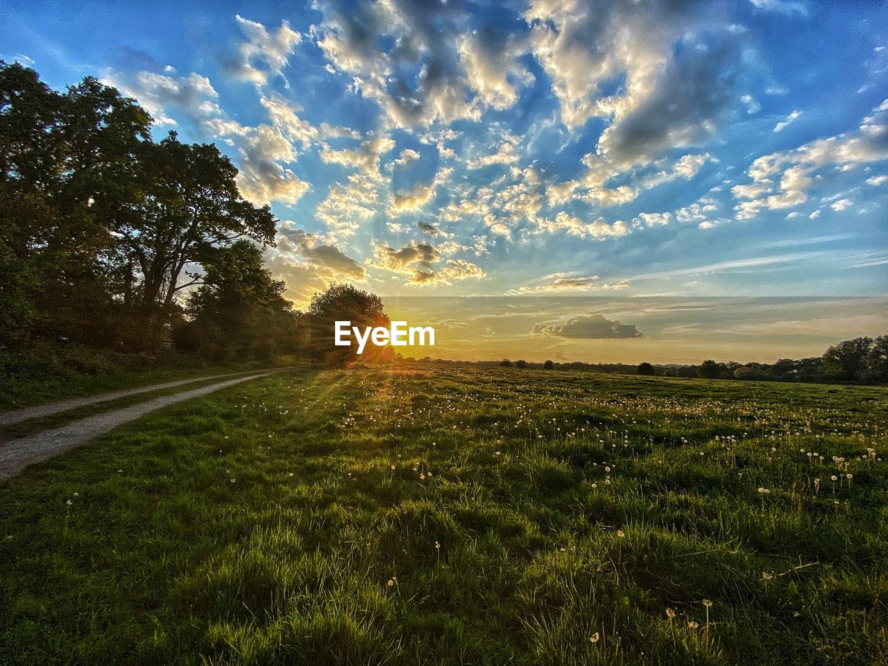 SCENIC VIEW OF GRASSY FIELD AGAINST SKY AT SUNSET