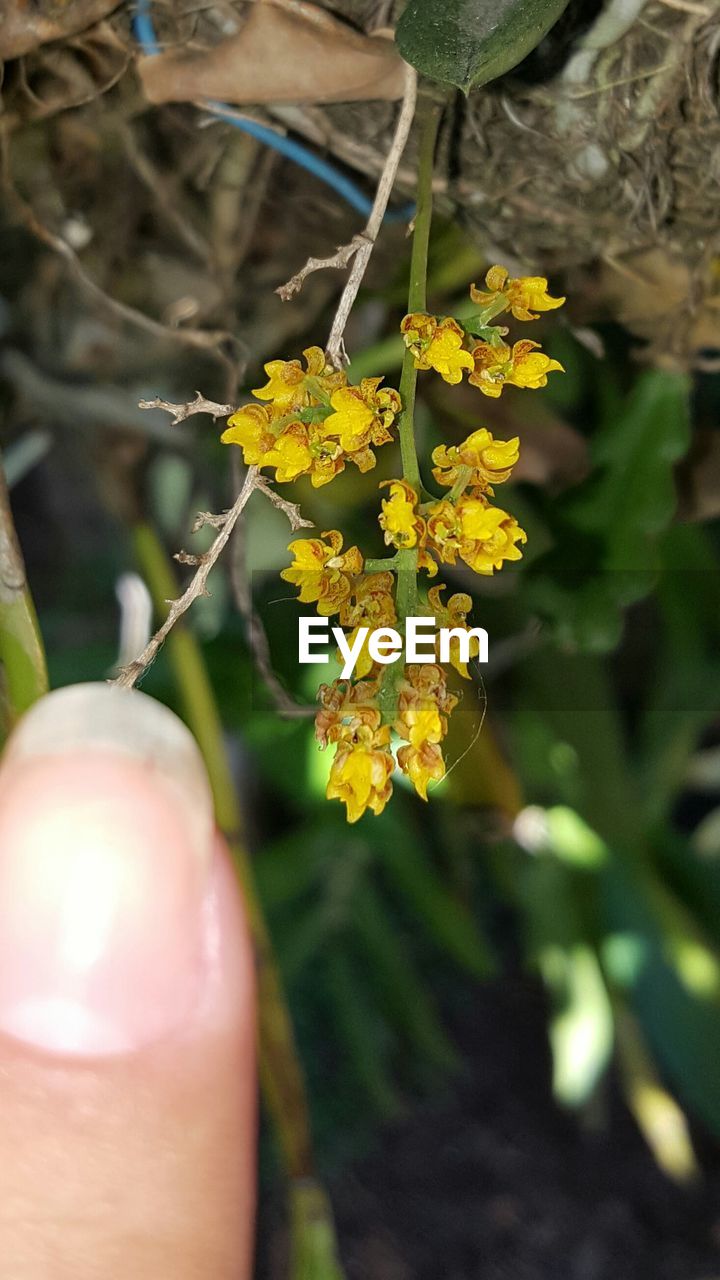 CLOSE-UP OF YELLOW FLOWERS