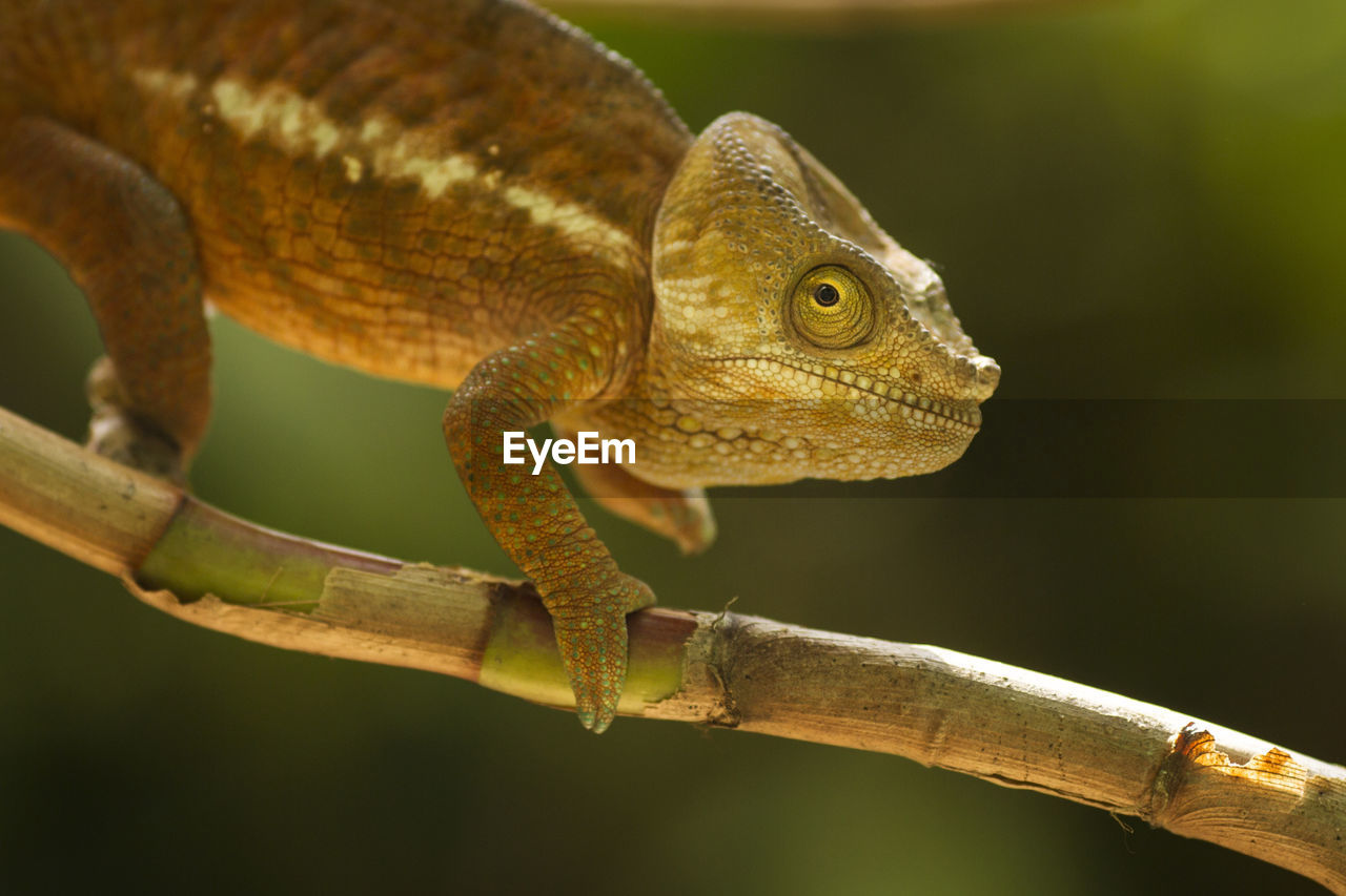 CLOSE-UP OF A LIZARD ON A BRANCH