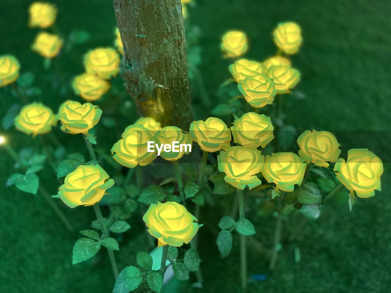 yellow, green, plant, nature, flower, beauty in nature, flowering plant, macro photography, freshness, no people, close-up, growth, leaf, plant part, outdoors, tree, focus on foreground, day, springtime, flower head