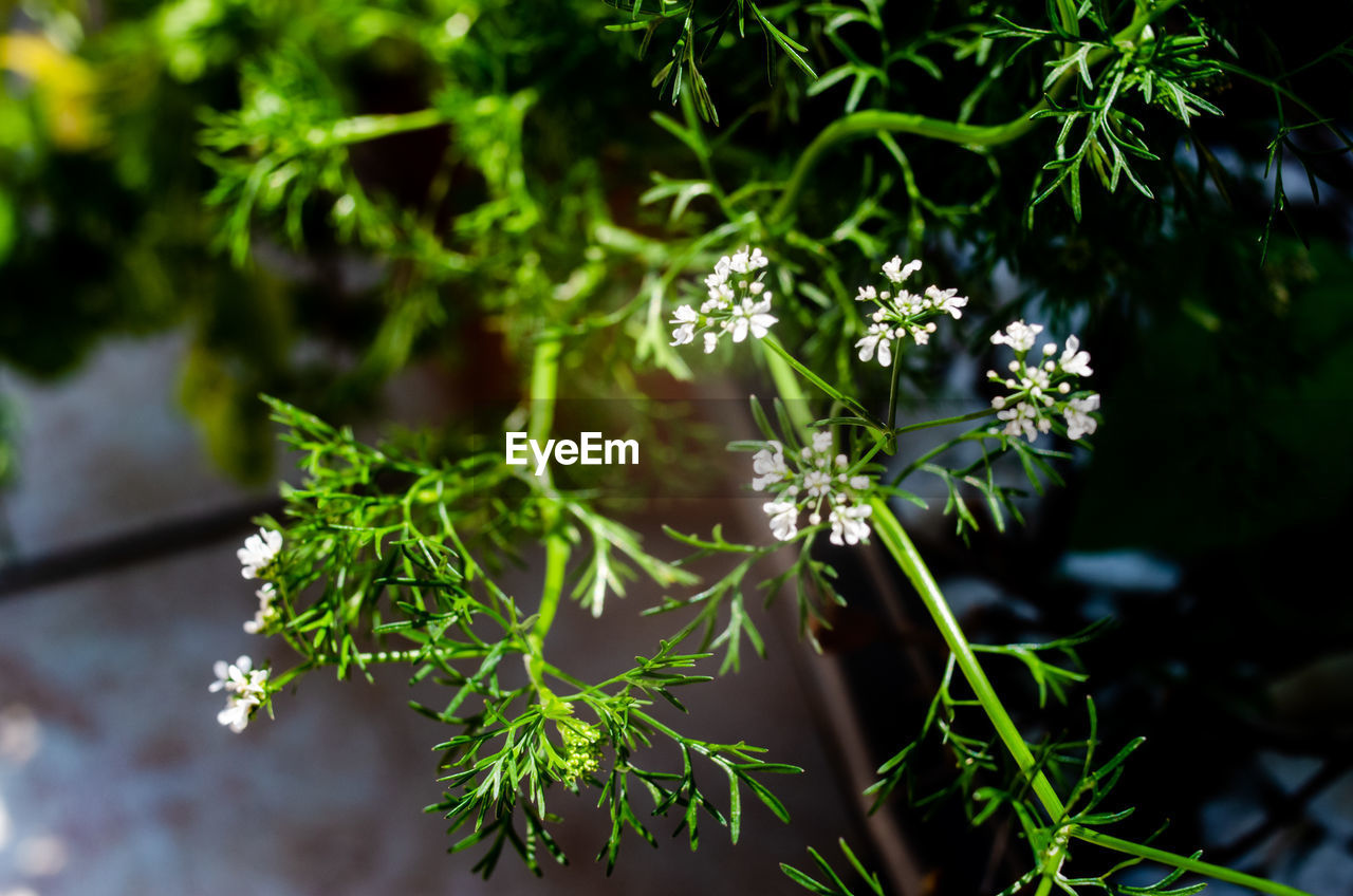 plant, green, nature, branch, beauty in nature, leaf, plant part, flower, growth, tree, no people, outdoors, close-up, flowering plant, food and drink, food, freshness, focus on foreground, day, sunlight, macro photography, cow parsley, summer, healthcare and medicine, botany, herb, land, botanical garden, medicine, environment