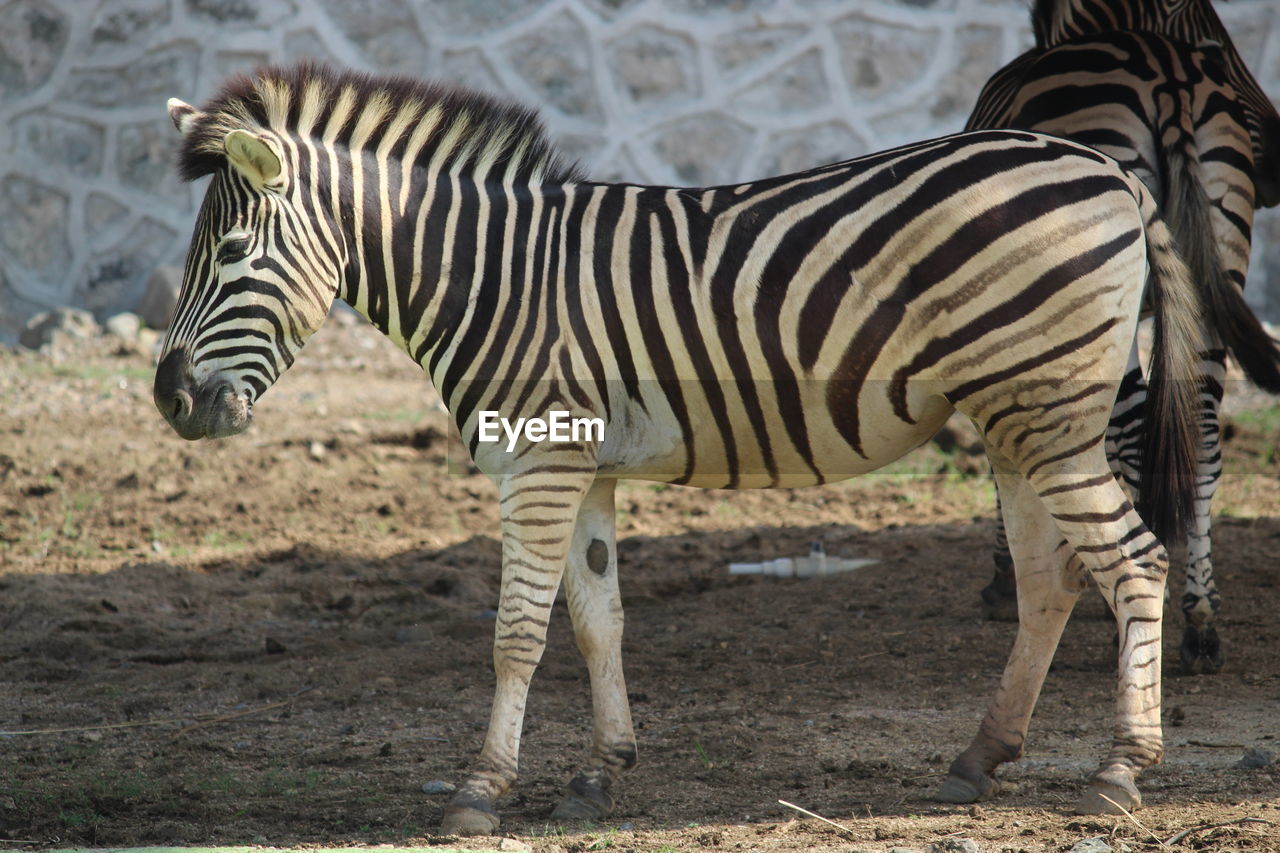 ZEBRA STANDING ON FIELD