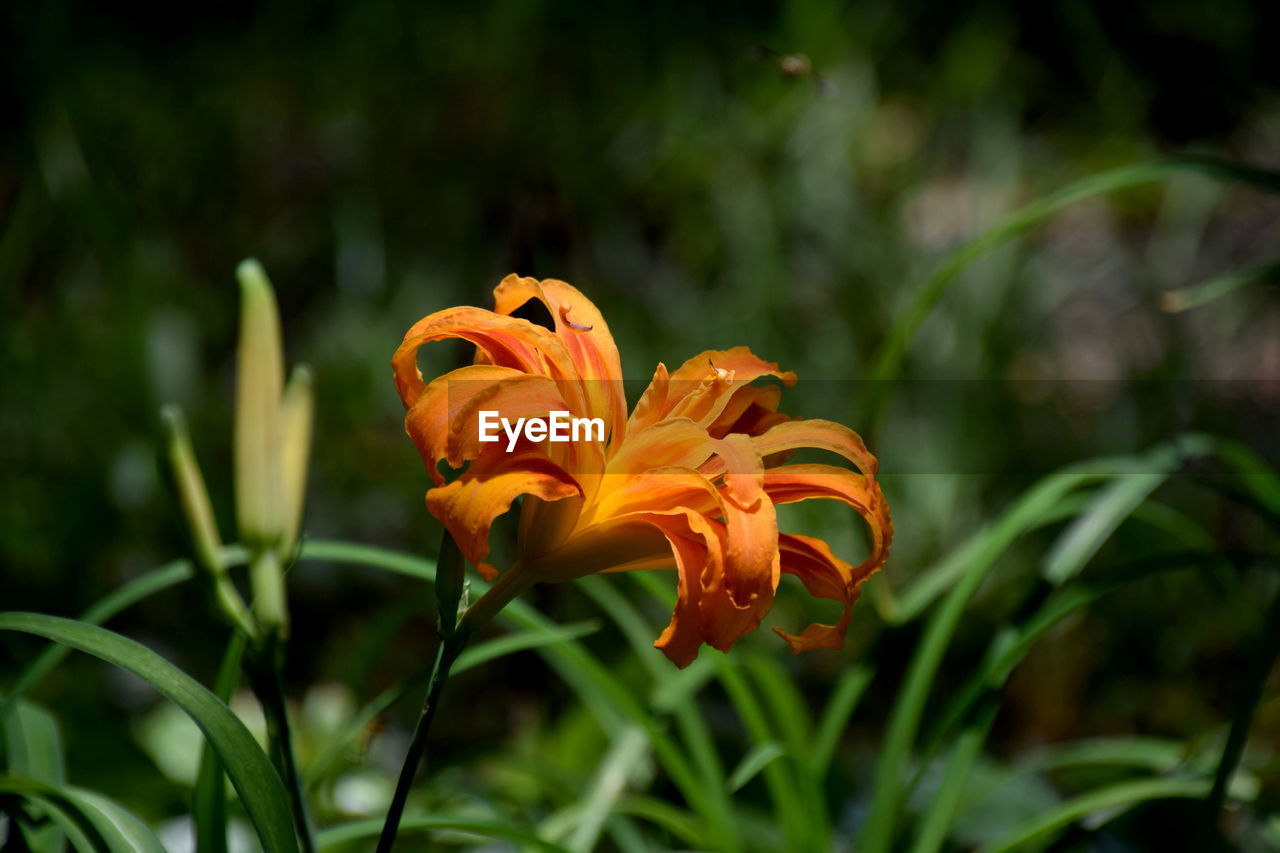 Close-up of orange lily blooming outdoors