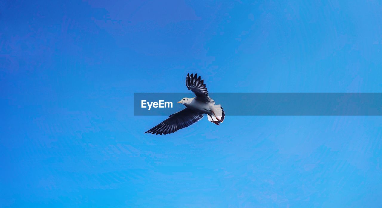 LOW ANGLE VIEW OF SEAGULL FLYING IN THE SKY