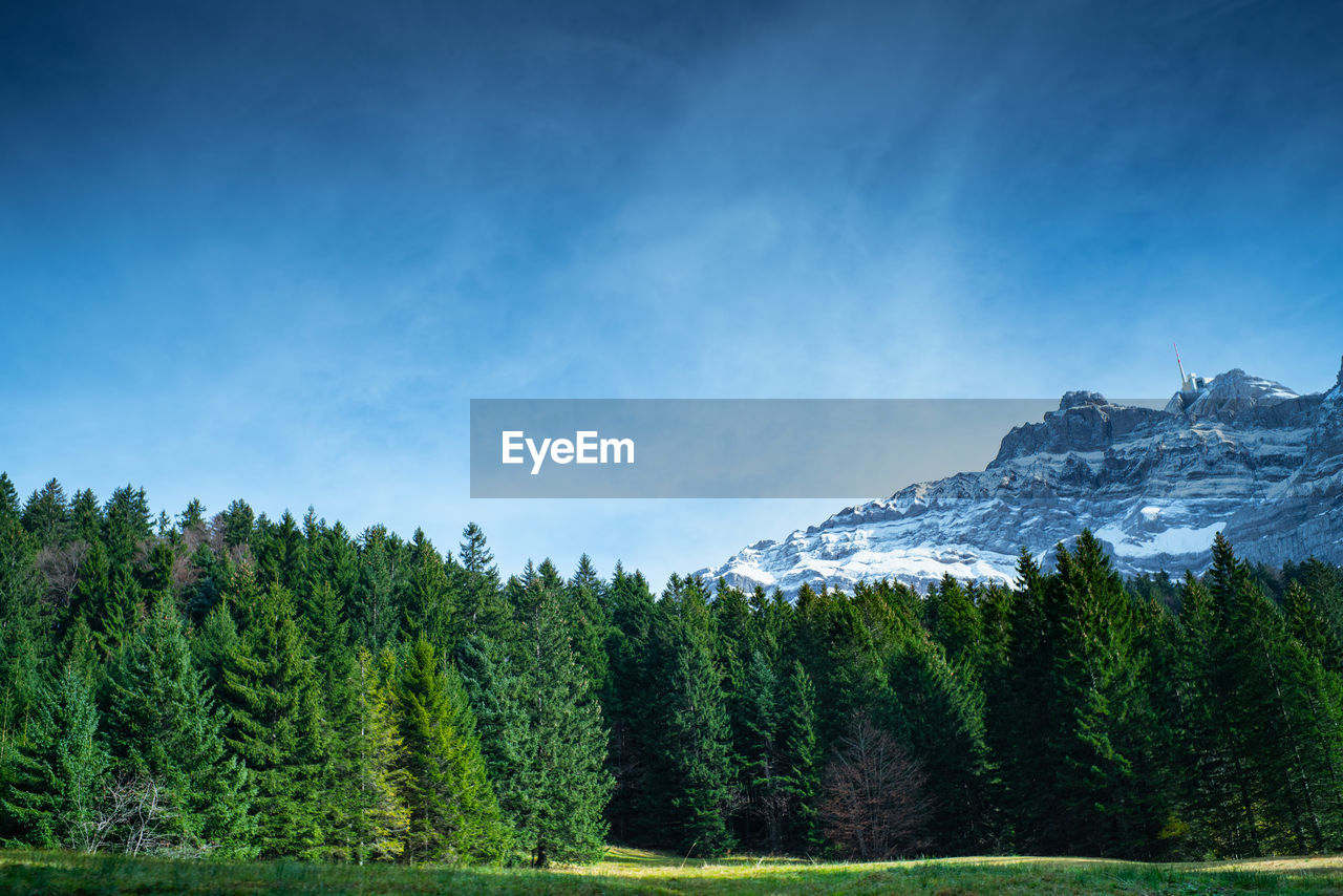 Pine trees in forest against sky