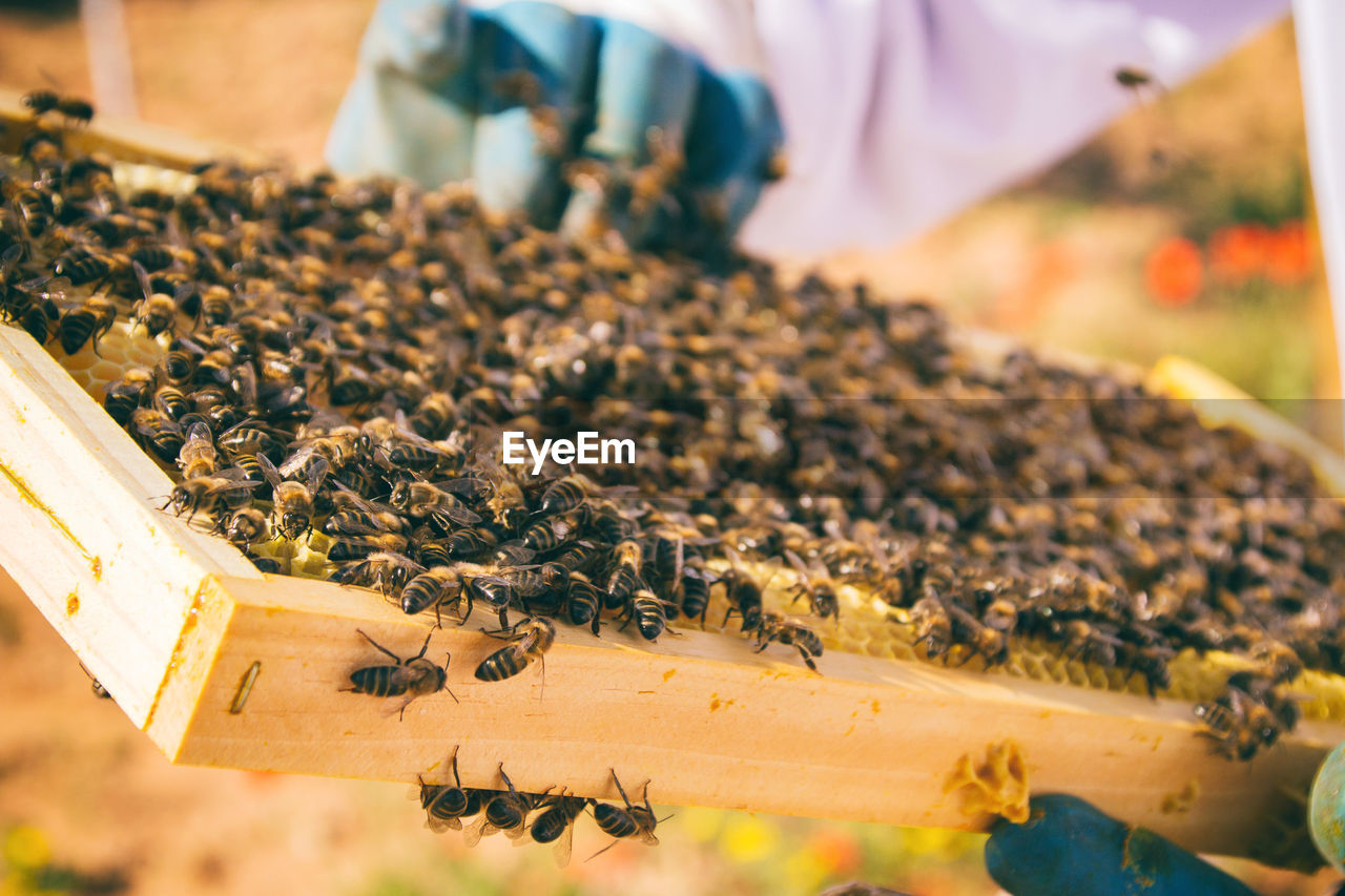 Close-up of bee on hive