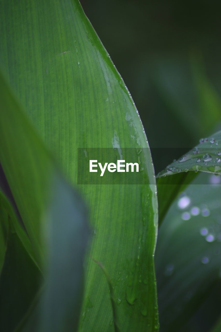 green, leaf, plant part, plant, nature, drop, water, close-up, wet, growth, macro photography, moisture, beauty in nature, dew, no people, freshness, grass, flower, plant stem, rain, selective focus, outdoors, day, fragility, tranquility