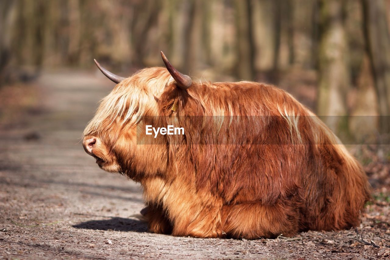 Close-up of highland cattle sitting on field