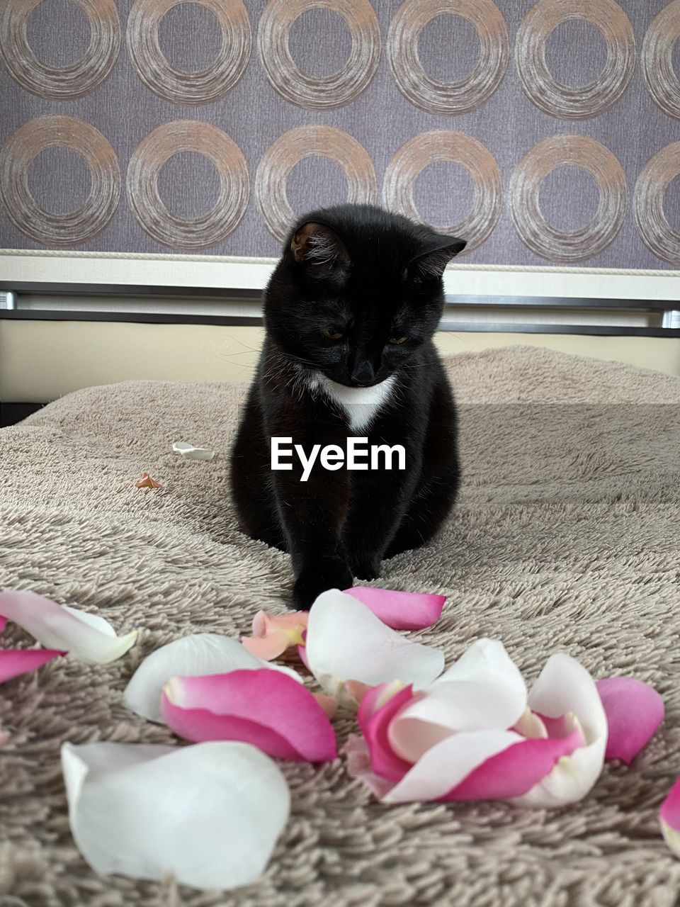 PORTRAIT OF BLACK CAT RELAXING ON RUG