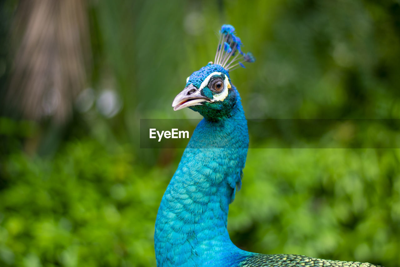 Close-up of a peacock