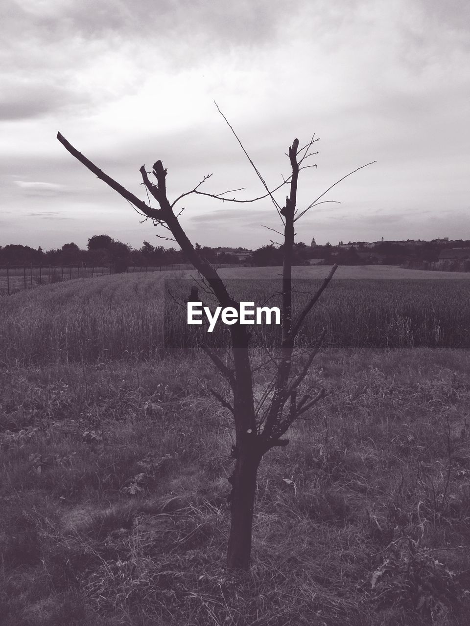 BARE TREE ON FIELD AGAINST SKY DURING SUNSET