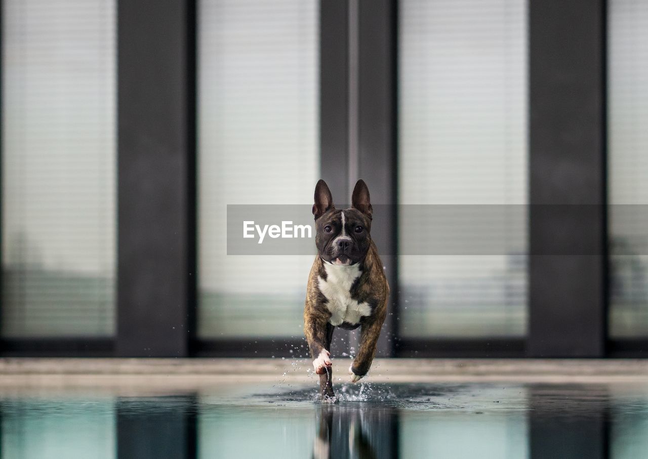 Portrait of dog by water