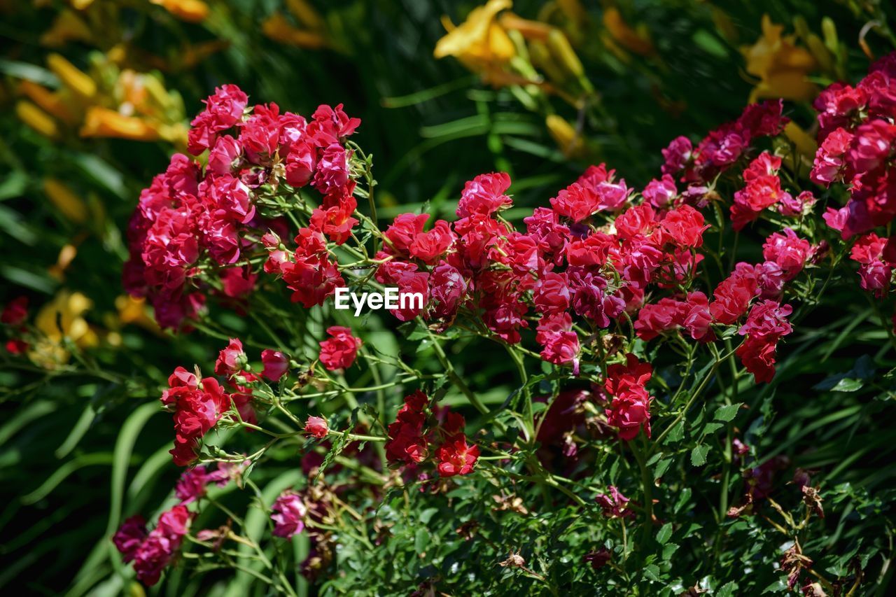 Close-up of pink flowers