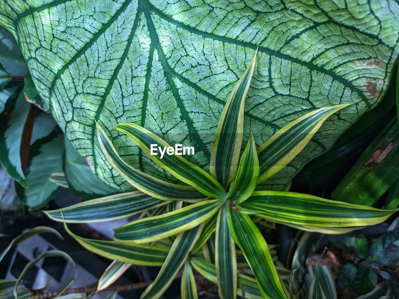 plant, leaf, plant part, green, growth, nature, beauty in nature, flower, no people, close-up, day, full frame, backgrounds, outdoors, freshness, jungle, food and drink, land, food, botany, pattern, leaf vein