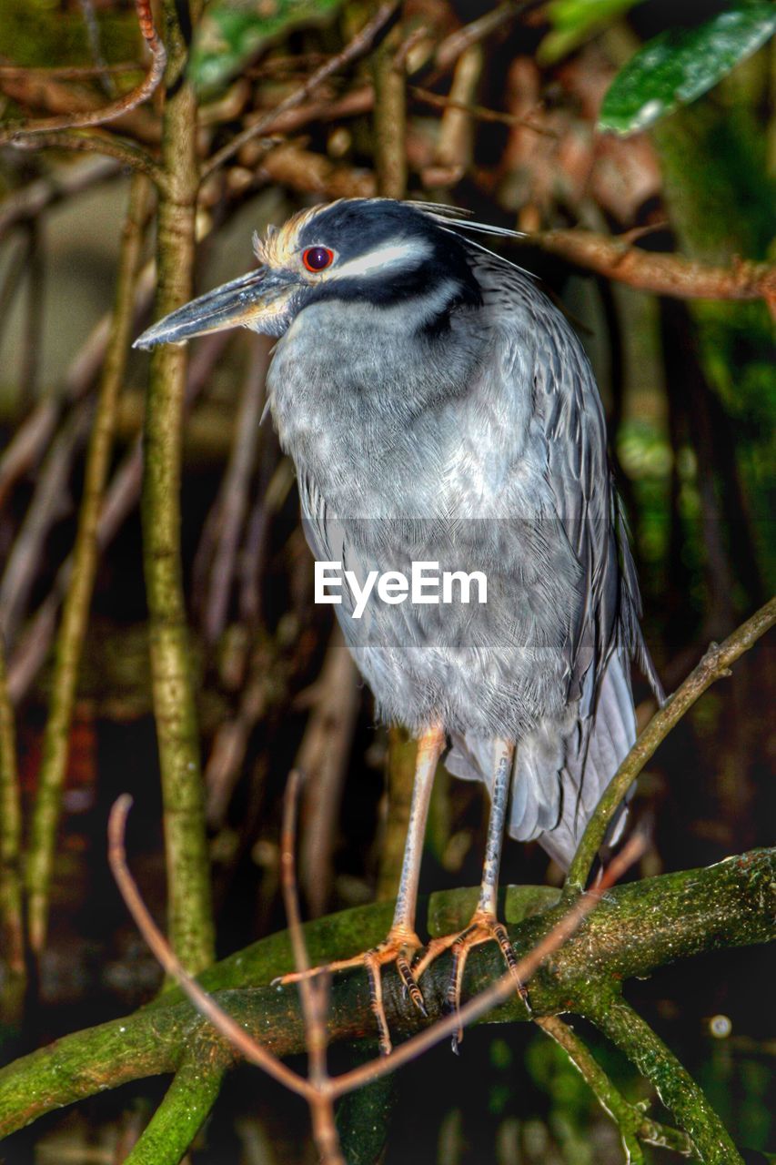 Close-up of black crowned night heron perching on branch