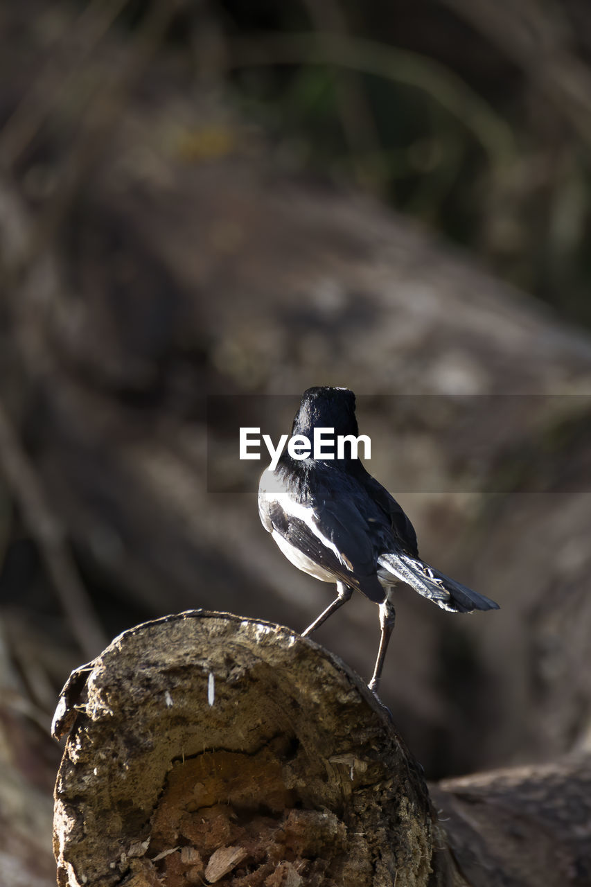 CLOSE-UP OF SPARROW PERCHING ON ROCK