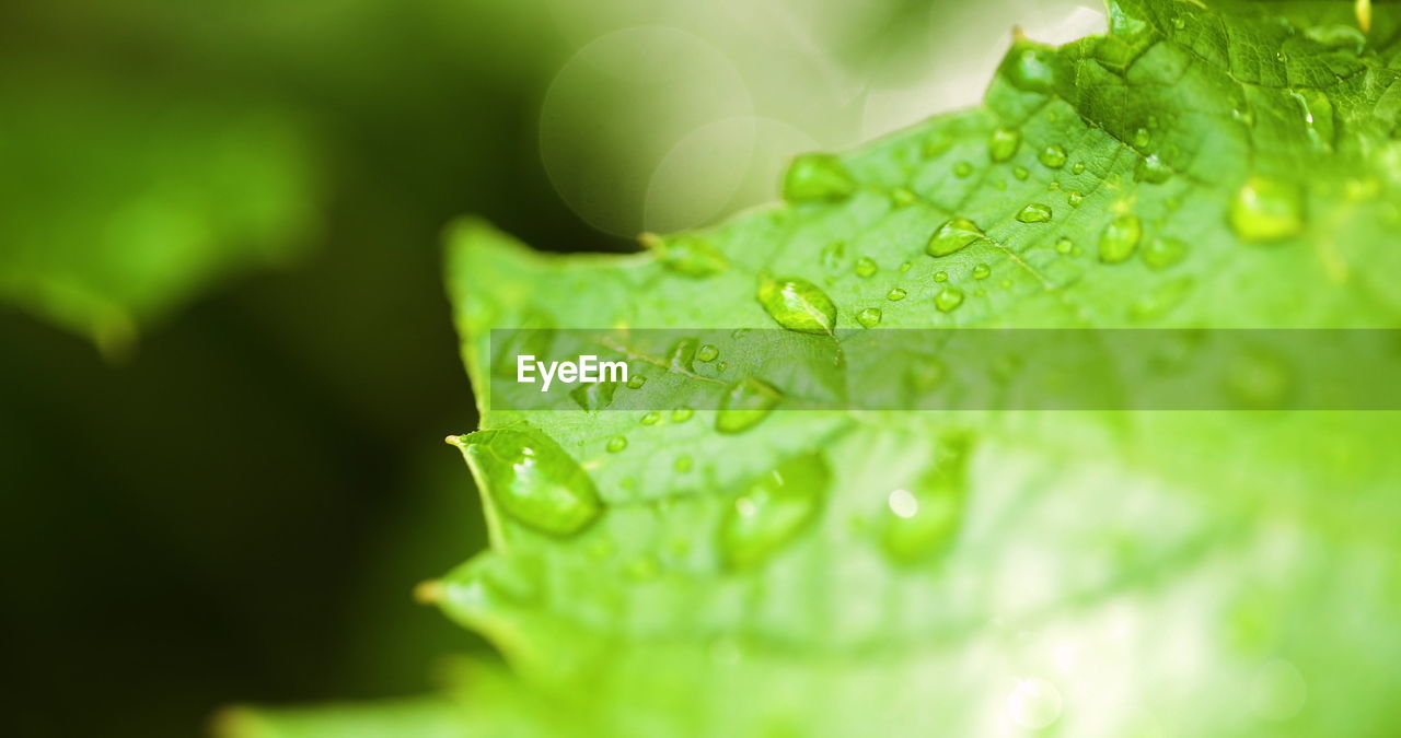 green, drop, water, leaf, wet, plant part, nature, plant, macro photography, close-up, freshness, dew, rain, beauty in nature, no people, selective focus, moisture, macro, growth, extreme close-up, environment, outdoors, raindrop, backgrounds, purity, plant stem, flower, food and drink, fragility, sunlight, leaf vein, summer, day, vibrant color, grass, environmental conservation