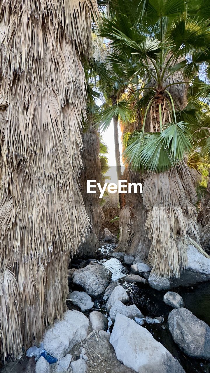 plant, tree, nature, rock, no people, palm tree, day, growth, outdoors, tropical climate, beauty in nature, land, tranquility