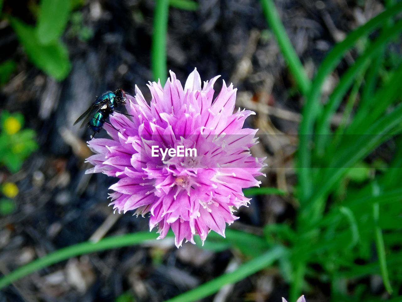 CLOSE-UP OF FRESH PINK FLOWER