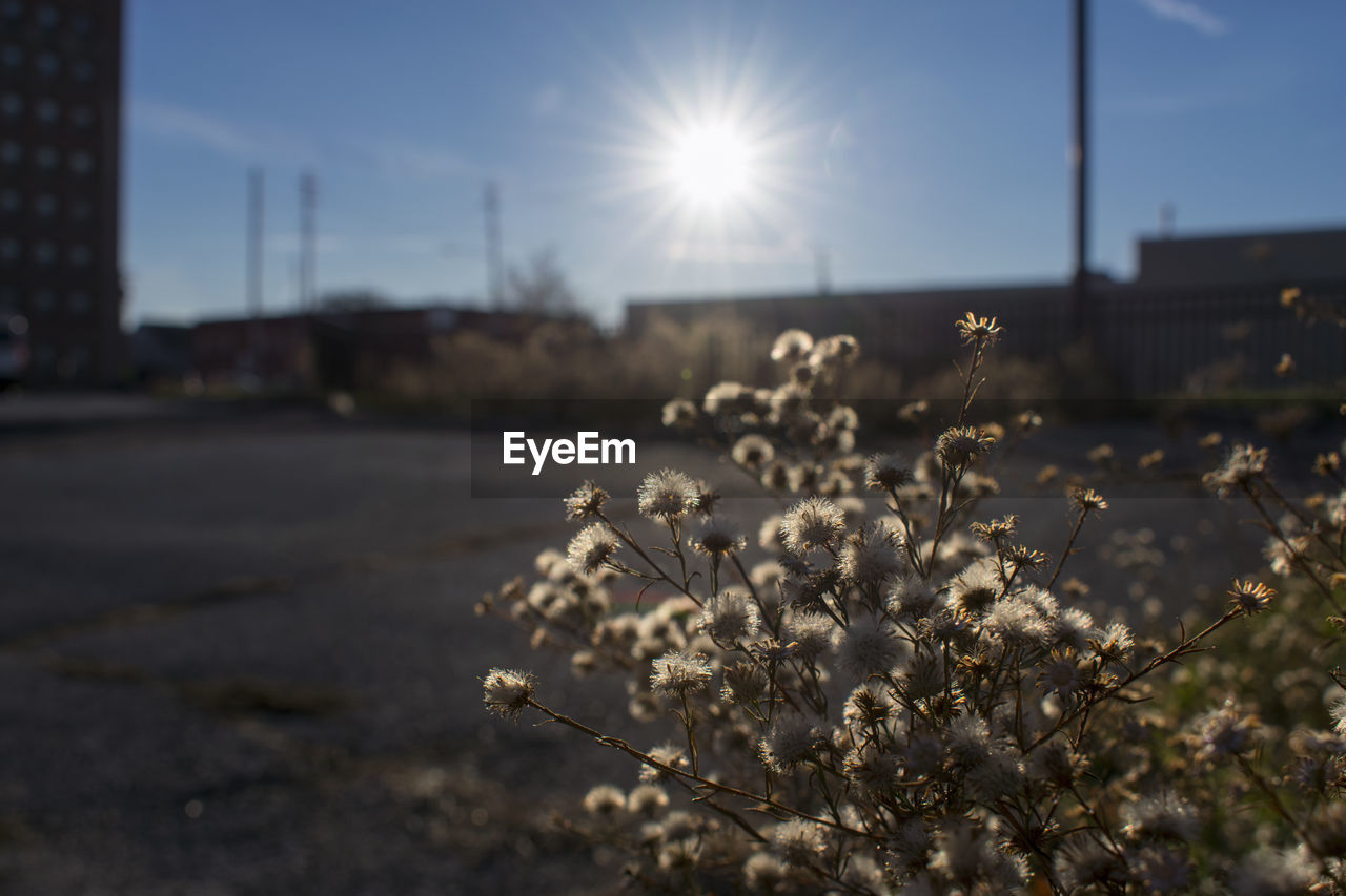 Close-up of fresh flower tree against sky