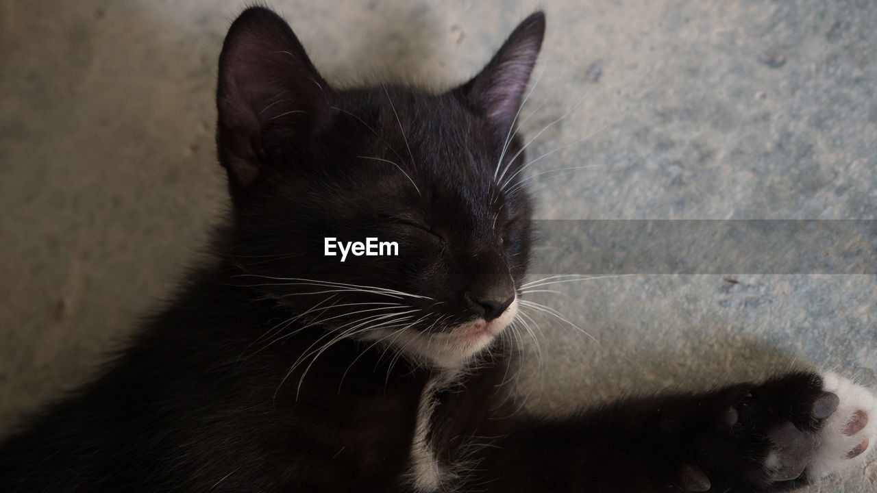 CLOSE-UP OF CAT SITTING ON FLOOR