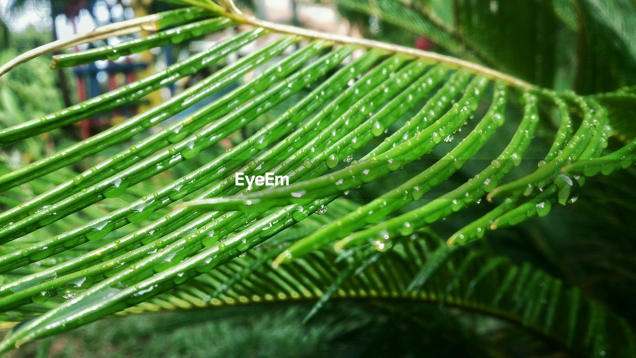 Close-up of wet plants growing outdoors