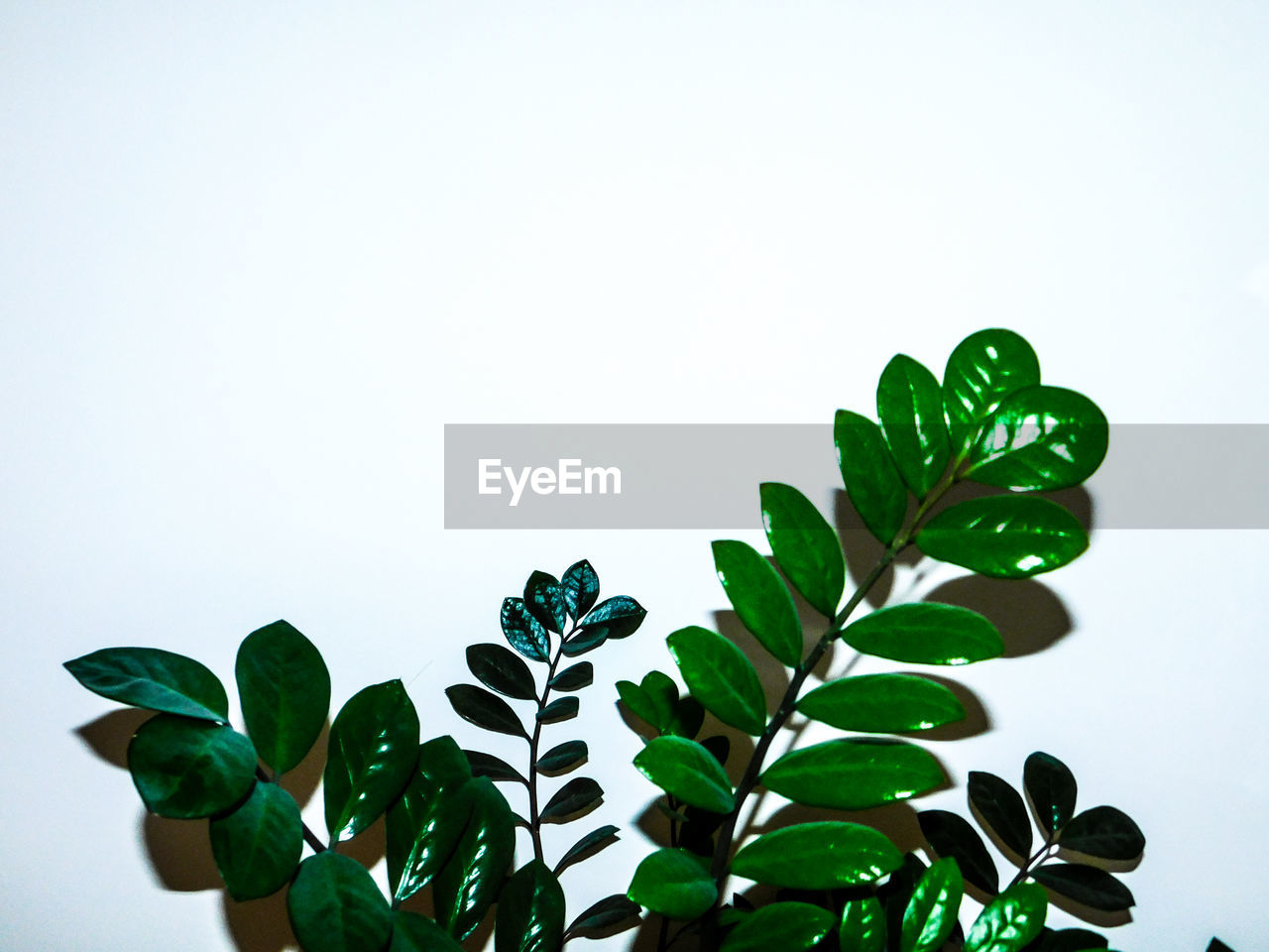 CLOSE-UP OF PLANT AGAINST CLEAR SKY