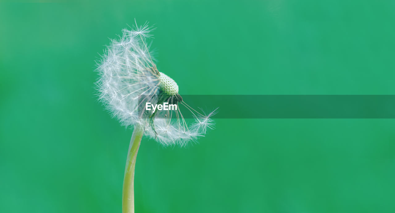 CLOSE-UP OF DANDELION AGAINST BLUE SKY