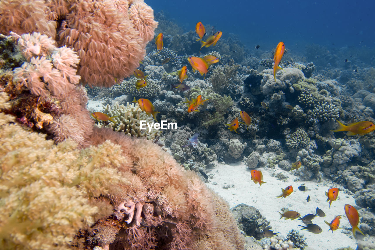 Golden anthias - pseudanthias squamipinnis - in the red sea, egypt