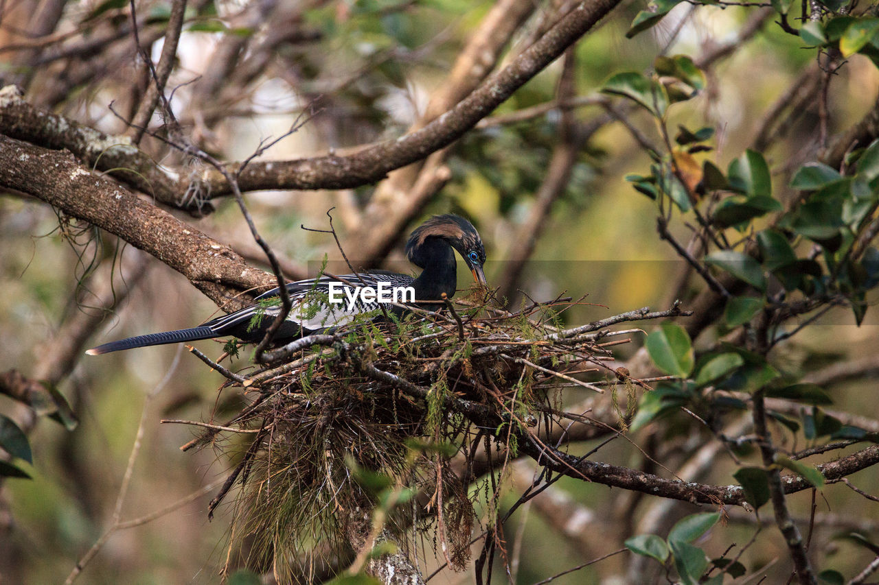 Female anhinga bird called anhinga anhinga and snakebird makes a nest as she prepares to lay eggs 