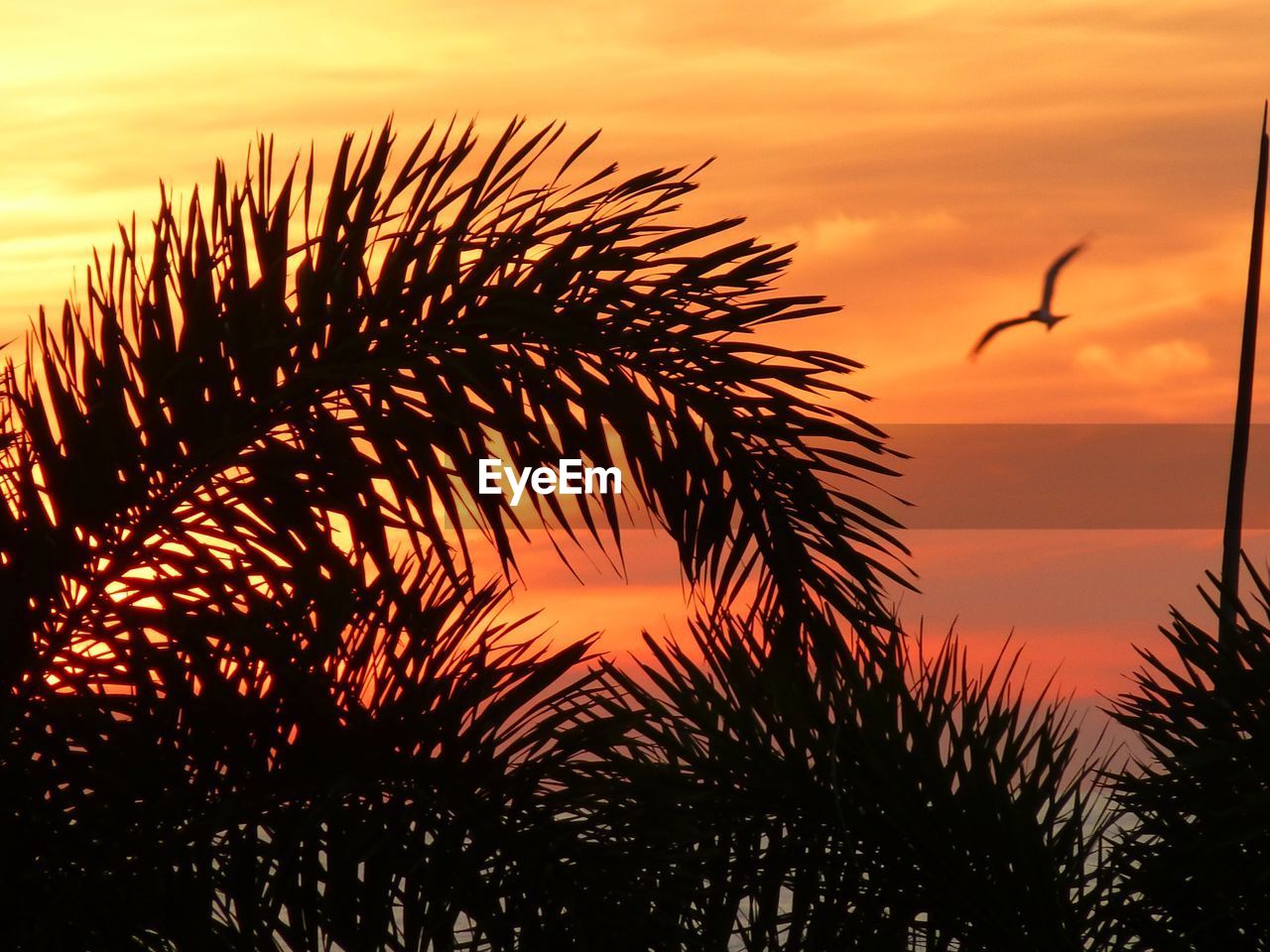 Silhouette palm tree leaves against sky during sunset