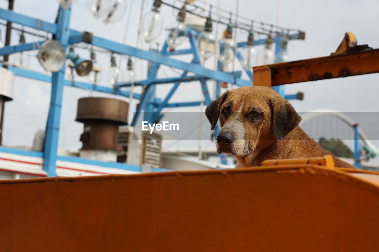 PORTRAIT OF A DOG LOOKING AWAY OUTDOORS