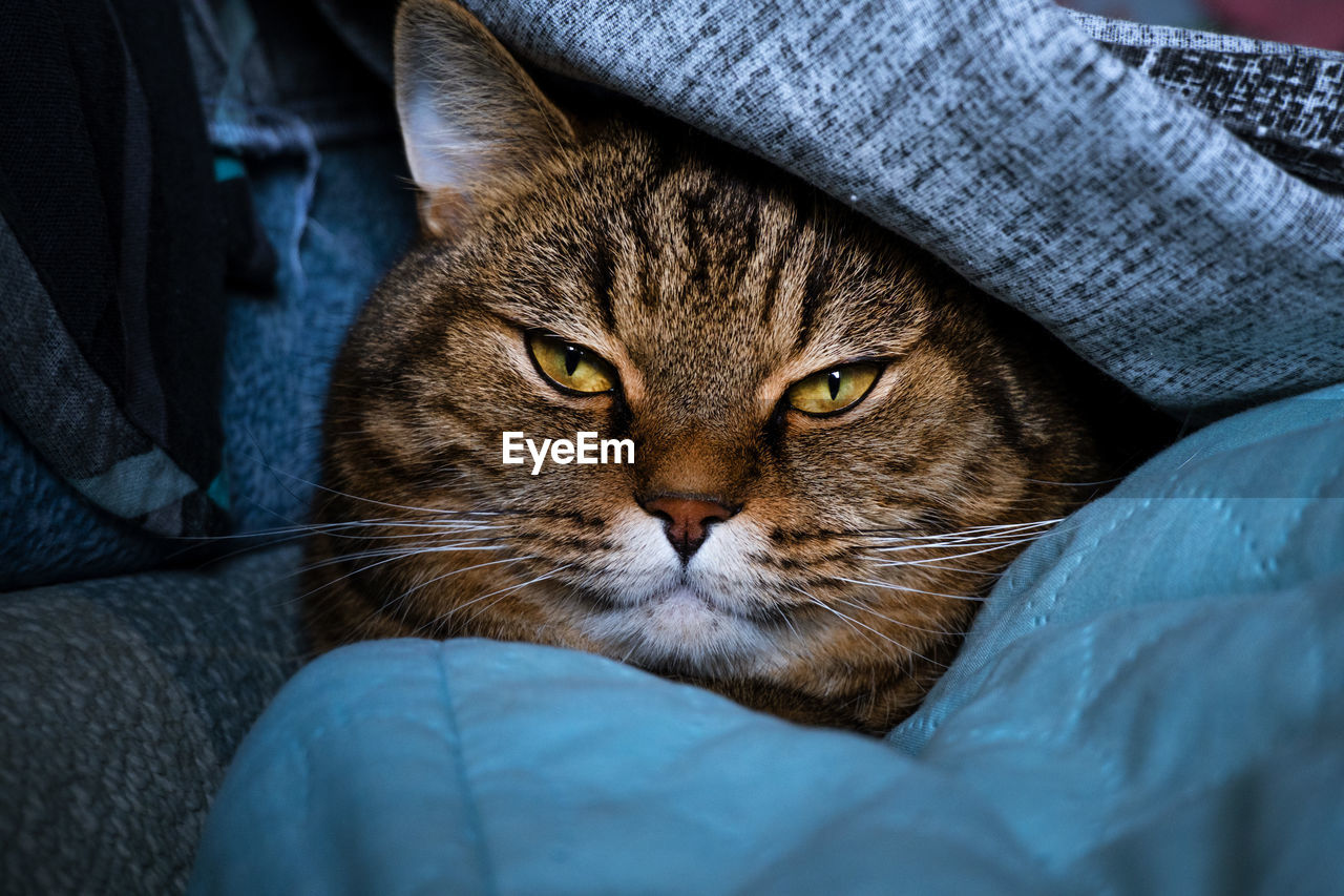 close-up of cat lying on bed at home