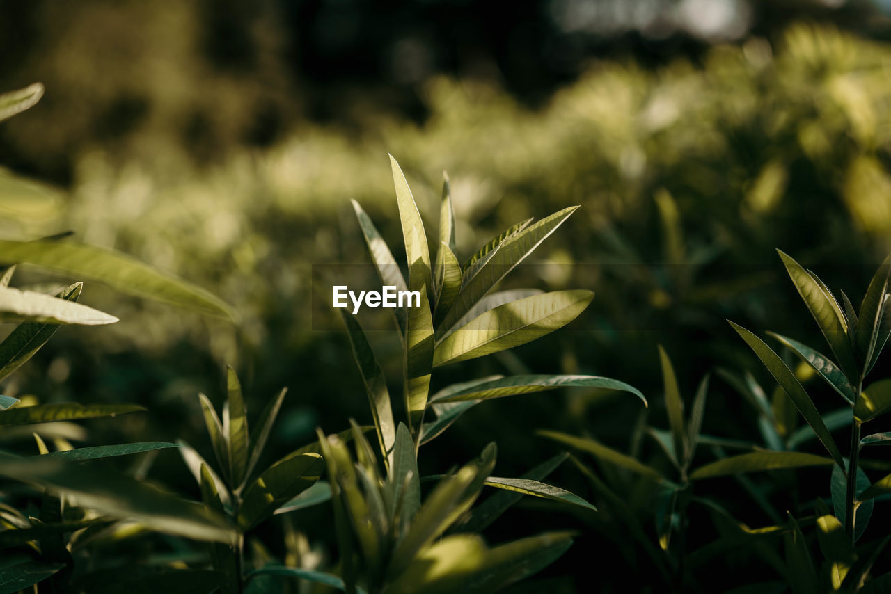 Close-up of plant growing on field