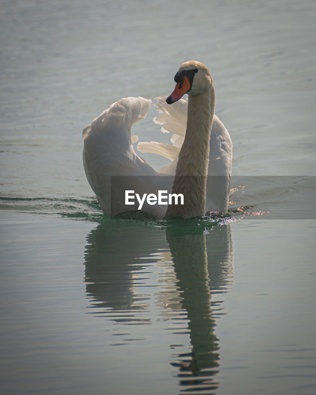 SWANS SWIMMING IN LAKE