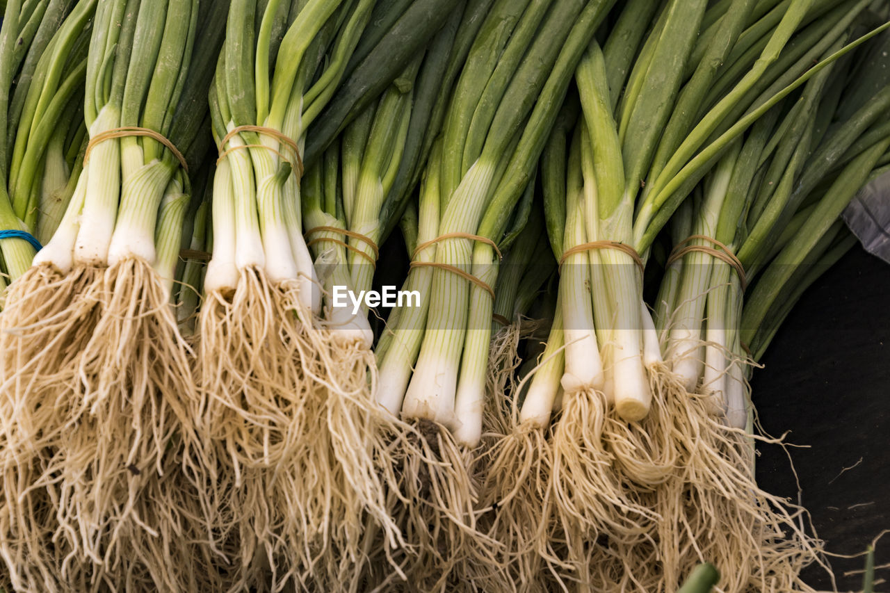 HIGH ANGLE VIEW OF VEGETABLES IN THE GROUND